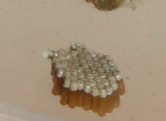Ovatura di....?